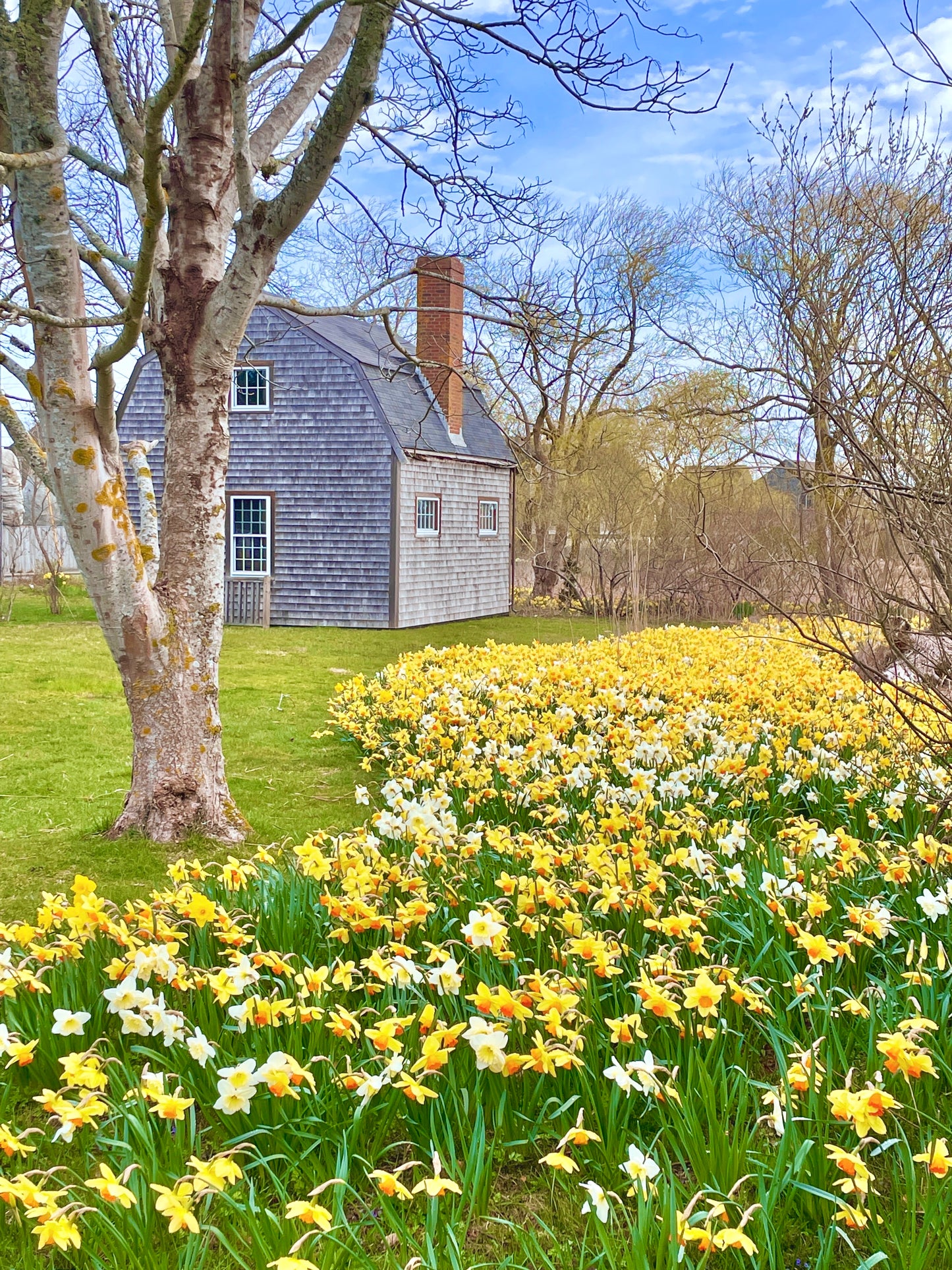 Daffodil Fields Forever Puzzle