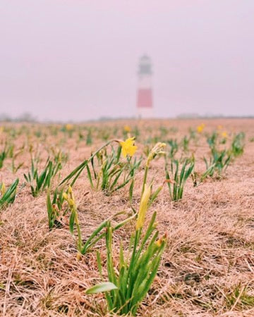 Spring Collection: Note Cards