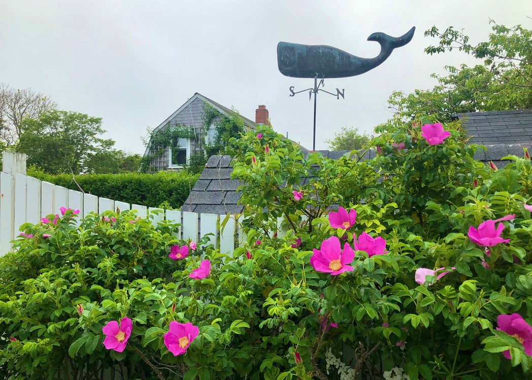 Summer Collection: Note Cards