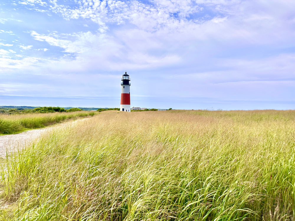 Tall Grass, Blue Skies