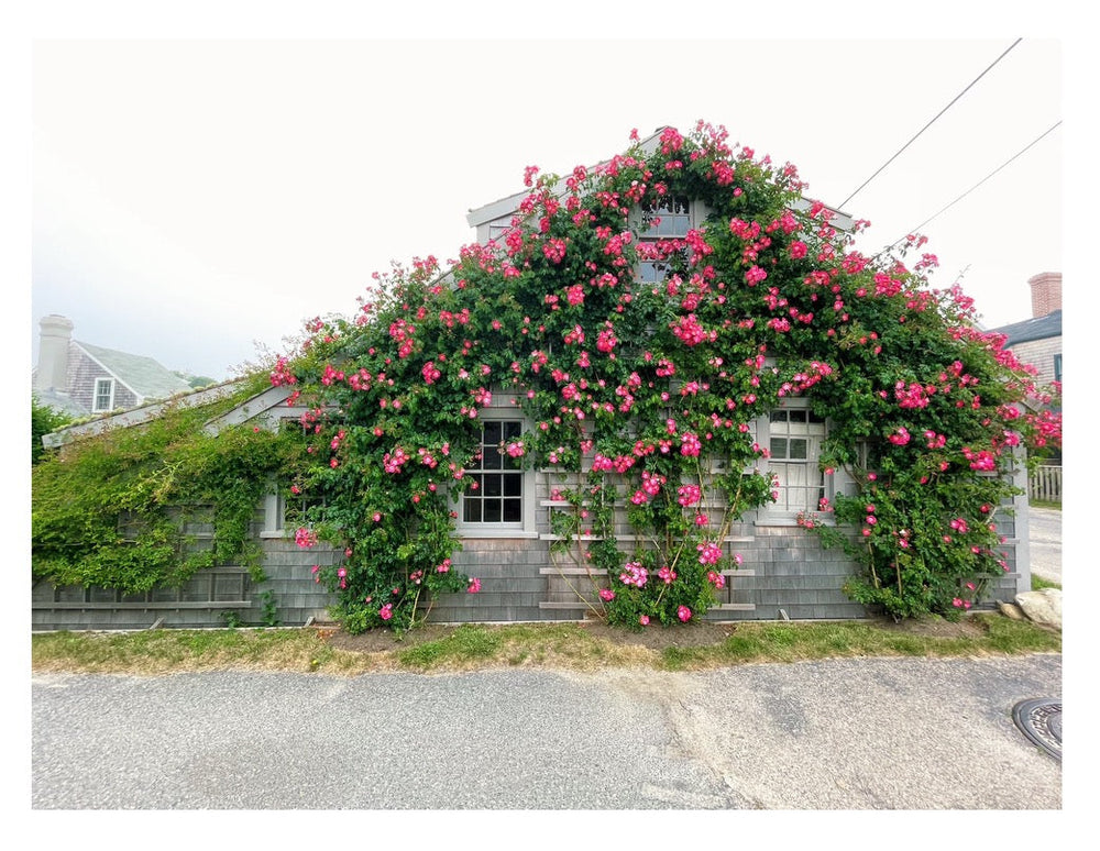 Foggy Cottage