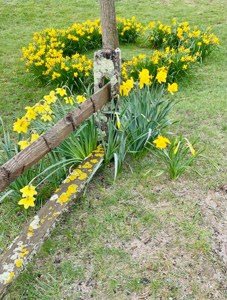 'Sconset Gateway Daffodils