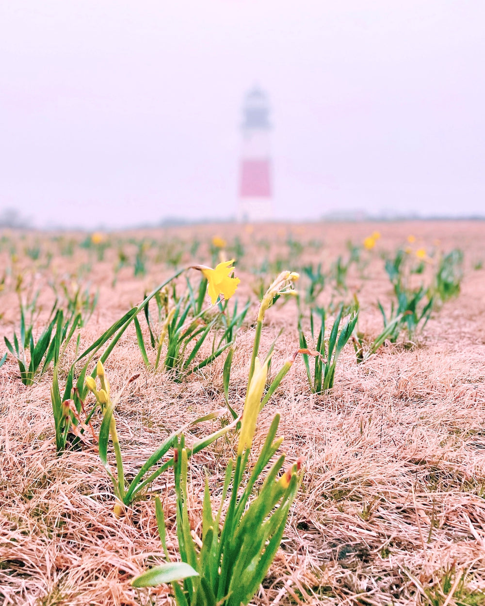 Foggy April