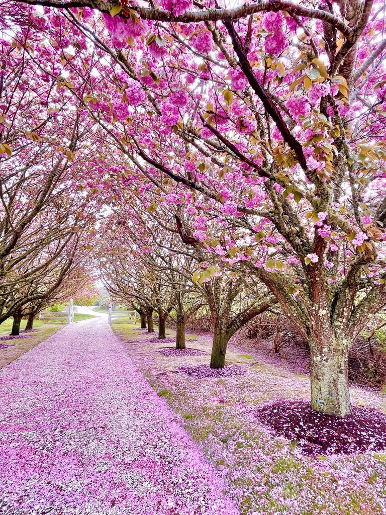 Onset Tree Cherry Tree Oasis – Sconset and Beyond